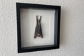 Fledermaus im Bilderrahmen
